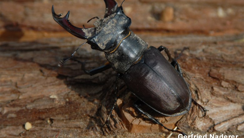 Hirschk&auml;fer M&auml;nnchen, &copy; Gerfried Naderer