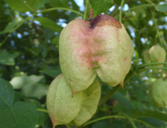 Pimpernuss Frucht, © Klaus Wanninger