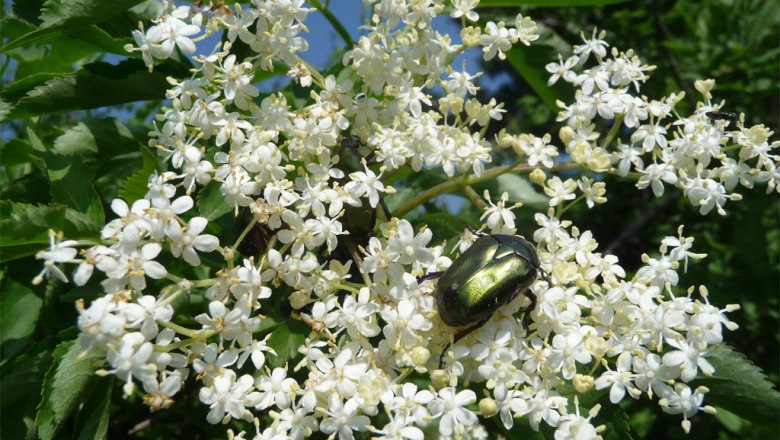 Hollerblüte, © Klaus Wanninger