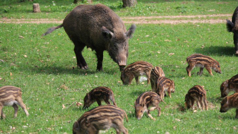 Wild inhabitants at Sparbach Nature Park, © Naturpark Sparbach/Plachy