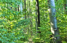 Purkersdorf Waldweg , © Naturparke Niederösterreich/POV