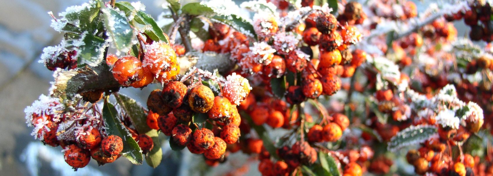 Sea buckthorn, &copy; Naturpark N&Ouml; Eisenwurzen