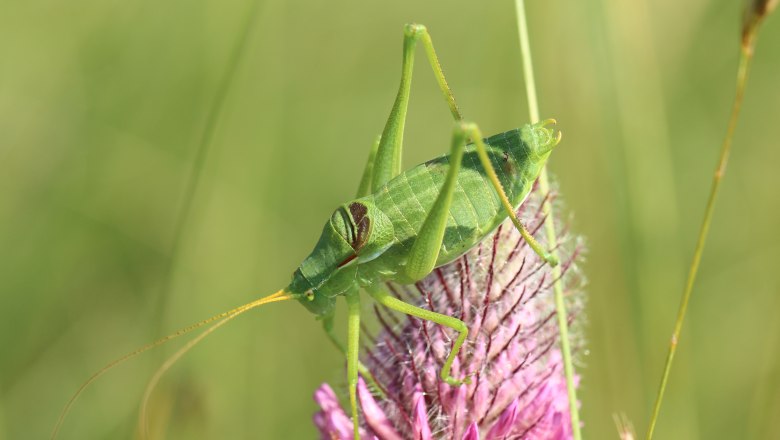 Breitstirnige Plumpschrecke, © A. Panrock