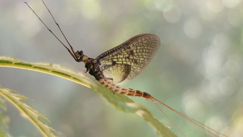 Dänische Eintagsfliege, © Wolfgang Kleinsteuber