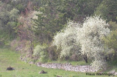 Steinweichsel, © Klaus Wanninger