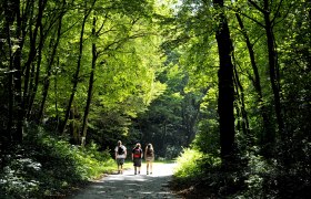 Schattige Waldwege im Naturpark Die W&uuml;ste Mannersdorf, &copy; Naturparke Nieder&ouml;sterreich/POV