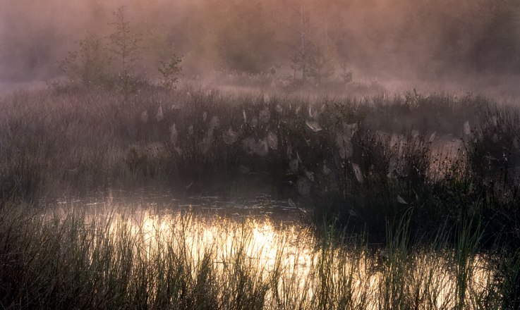 Moor im Nebel, © Wolfgang Dolak