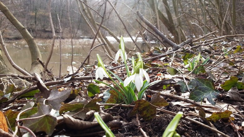 Schneeglöckchen im Naturpark Mannersdorf, © Naturpark Mannersdorf