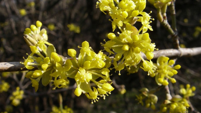 Dirndlbl&uuml;te, &copy; Klaus Wanninger