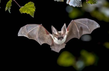 Fledermäuse - Jäger der Nacht, © Stockfoto