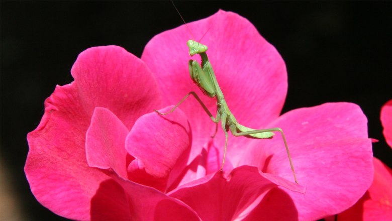 Gottesanbeterin, &copy; Wikimedia Commons