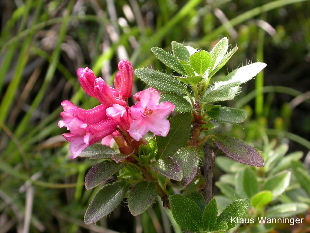 Almrauschblüte