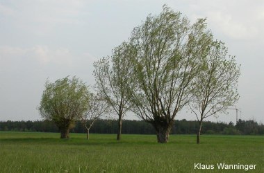 Silberweide, © Klaus Wanninger