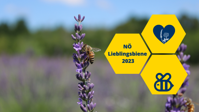 NÖ's Lieblingsbiene, © Wir für Bienen