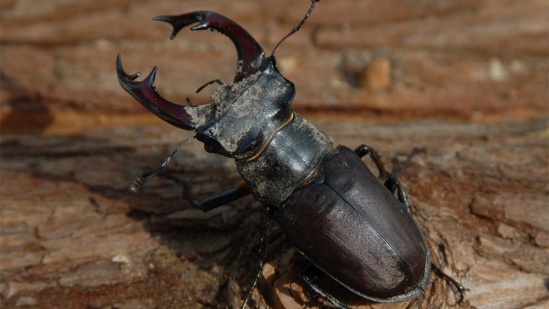 Hirschkäfer Männchen, © Gerfried Naderer