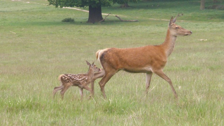 Hirschkuh mit Kalb, © Creative Commons