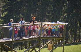 Damwild beobachten im Naturpark Sparbach, © Naturpark Sparbach/Fotoatelier Prendinger