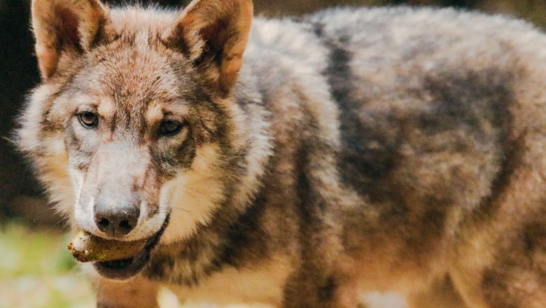 Tiere der Nacht - Der Wolf, © Tierpark Buchenberg