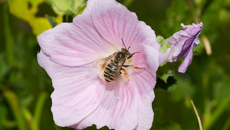 Malven Langhornbiene, © Wir für Bienen