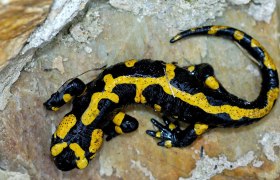 Feuersalamander Naturpark Landseer Berge (Bgld.), © Naturpark Landseer Berge