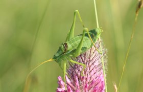 Breitstirnige Plumpschrecke, © A. Panrock