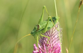 Breitstirnige Plumpschrecke, © A. Panrock