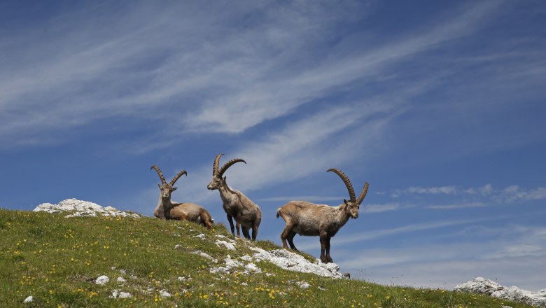 Steinböcke im Nationalpark Hohe Tauern, © Herbert Raffalt