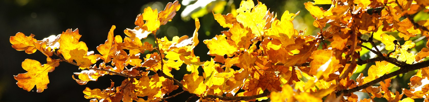 Bunte Blätter im Herbst, © Naturparke Niederösterreich/POV