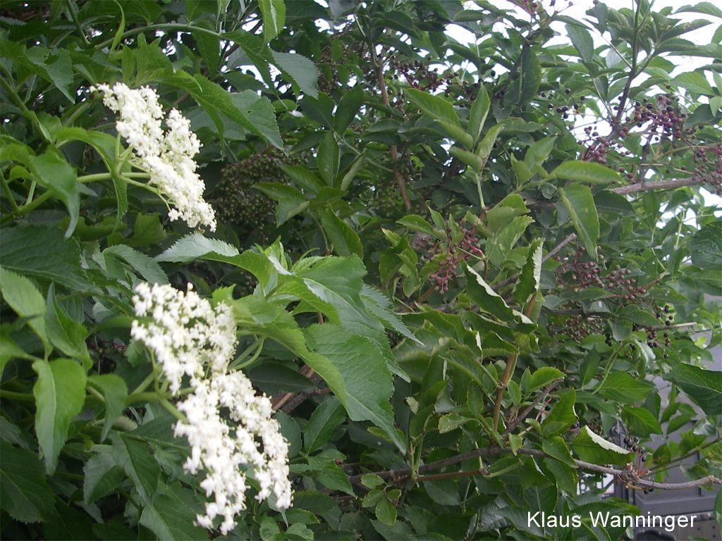 Schwarzer Holler mit Früchten und Blüten 