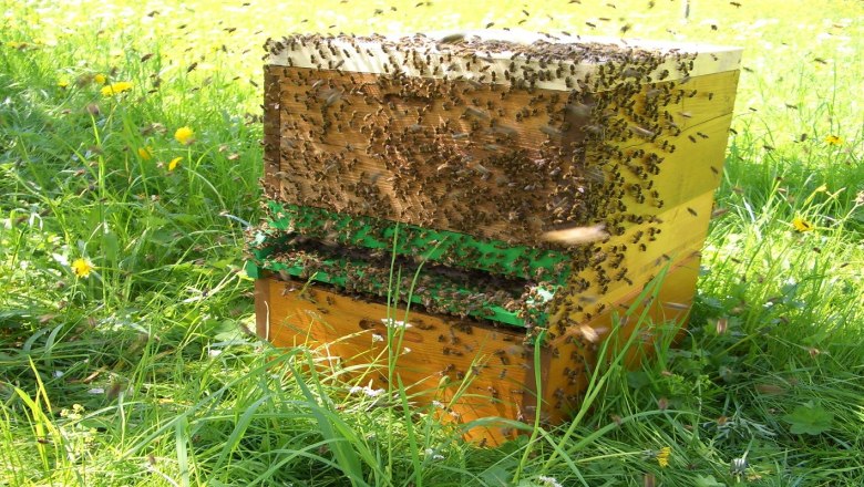 Bienen im Naturpark Eisenwurzen NÖ, © Naturpark Eisenwurzen NÖ/Anton Jagersberger