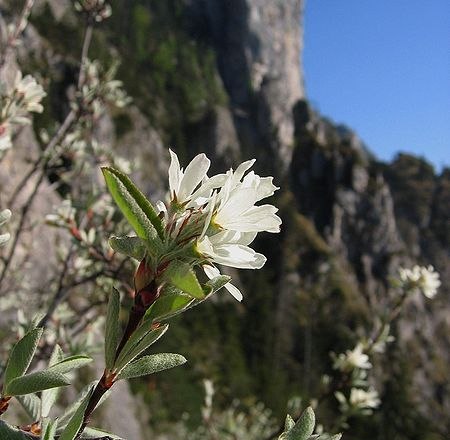 Felsenbirne im Naturpark Ötscher Tormäuer, © Naturpark Ötscher Tormäuer