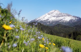 Ötscher mit Blumenwiese, © Naturpark Ötscher Tormäuer