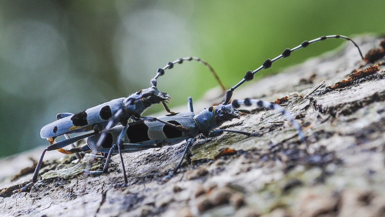 Alpenbock, &copy; W. Gamerith
