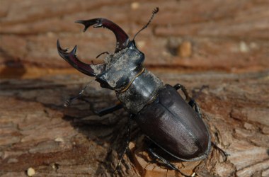 Hirschkäfer Männchen, © Gerfried Naderer