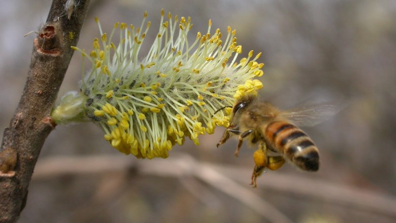 Salweide mit Honigbiene, © Wanninger