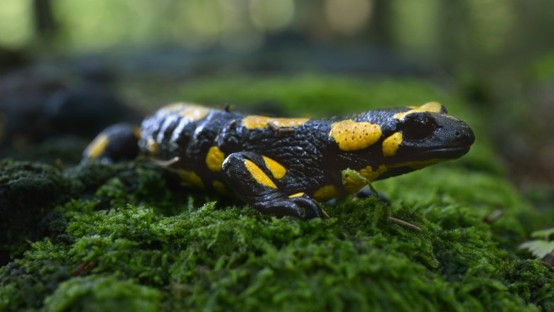 Feuersalamander, © Wolfgang Schruf