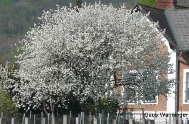 Kirschbaumblüte, © Klaus Wanninger