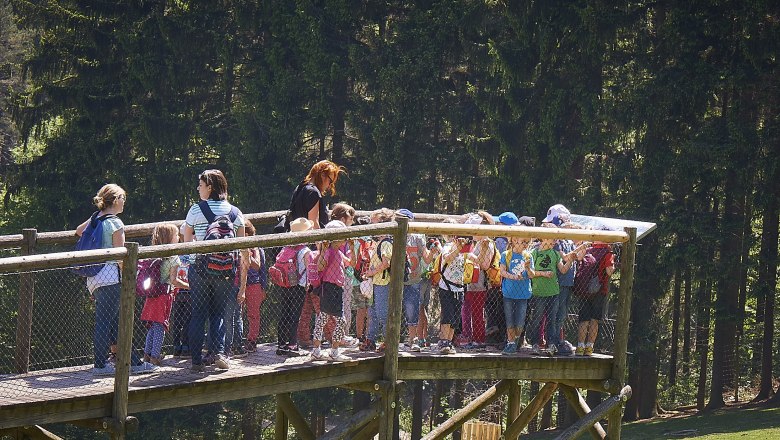 Damwild beobachten im Naturpark Sparbach, © Naturpark Sparbach/Fotoatelier Prendinger