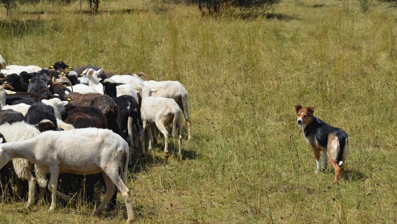 Hütehund Lu bei der Arbeit, © F. Litzelmann