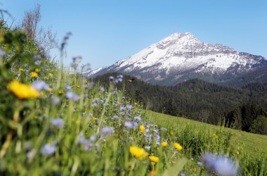 Ötscher with flower meadow, © Naturpark Ötscher-Tormäuer