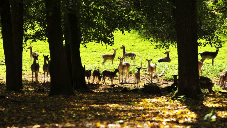 Animal visitors in the Geras Nature Park, © Naturparke Niederösterreich/POV