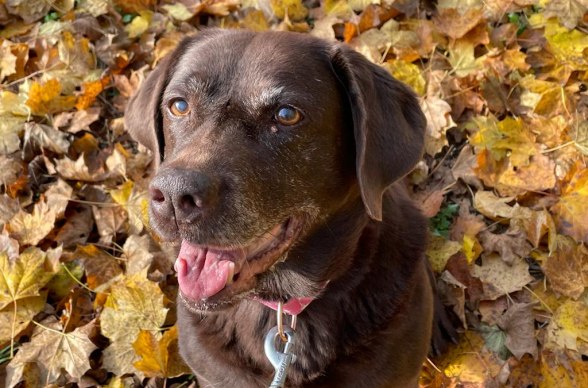 Herbstwanderung mit Hund, © Silvia Osterkorn