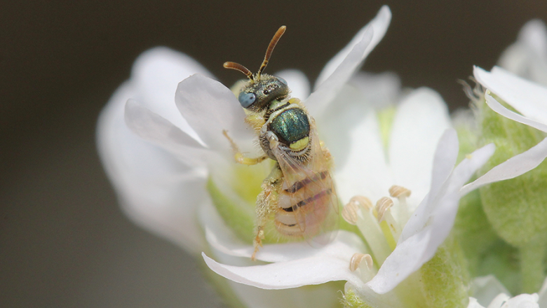 Dünen-Steppenbiene_female , © Sylvia Wanzenböck