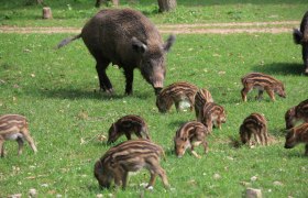 Wild inhabitants at Sparbach Nature Park, © Naturpark Sparbach/Plachy