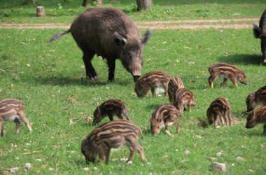 Wilde Bewohner im Naturpark Sparbach, © Naturpark Sparbach/Plachy