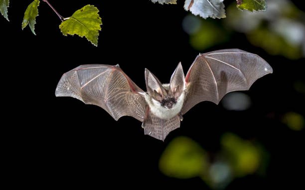 Fledermäuse - Jäger der Nacht, © Stockfoto