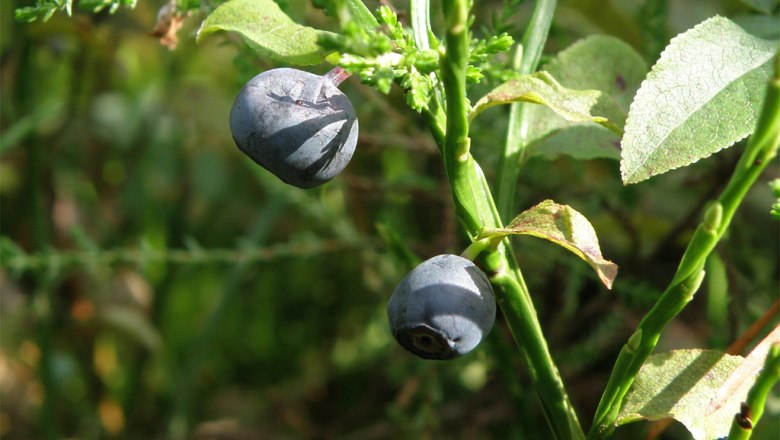 Heidelbeere, © Wikimedia Commons