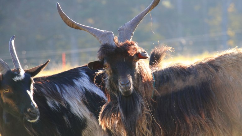 Wichtig sind die robusten alten Haustierrassen, © Hirtenkultur