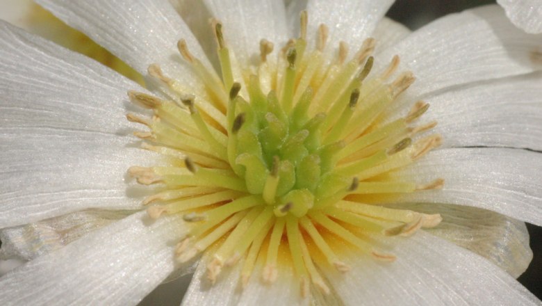 Anemonenschmuckblume, © Wikimedia Commons