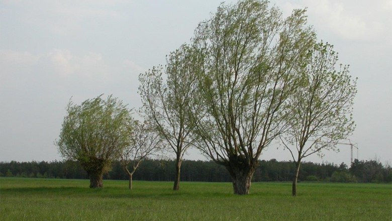 Silberweide, © Klaus Wanninger